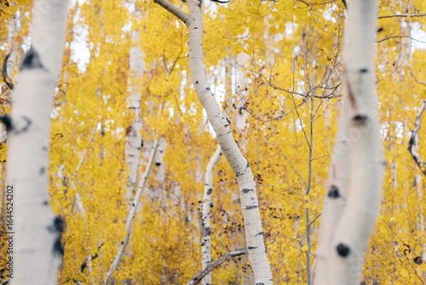Obraz White trunks of aspen trees growing in autumn forest.