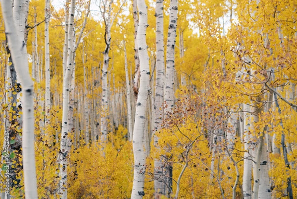 Obraz White trunks of aspen trees growing in autumn forest.