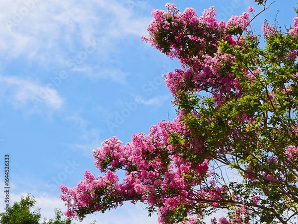 Fototapeta 夏の青空に咲くサルスベリ