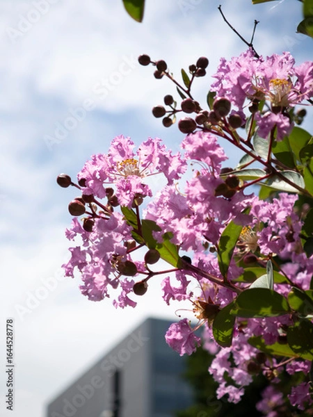 Obraz 夏空に咲く百日紅