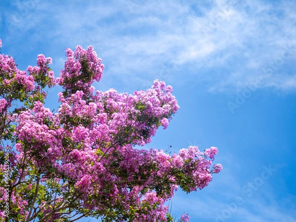 Obraz 夏の空に咲く百日紅