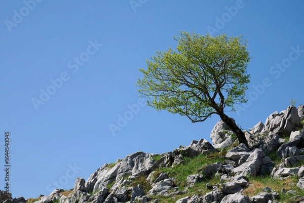 Fototapeta カルスト台地と木