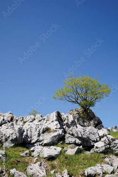 Fototapeta カルスト台地と木