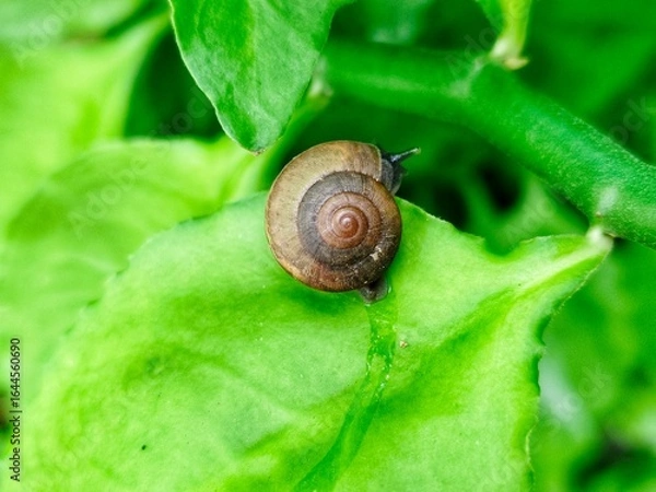 Fototapeta A small snail is walking on a green leaf.