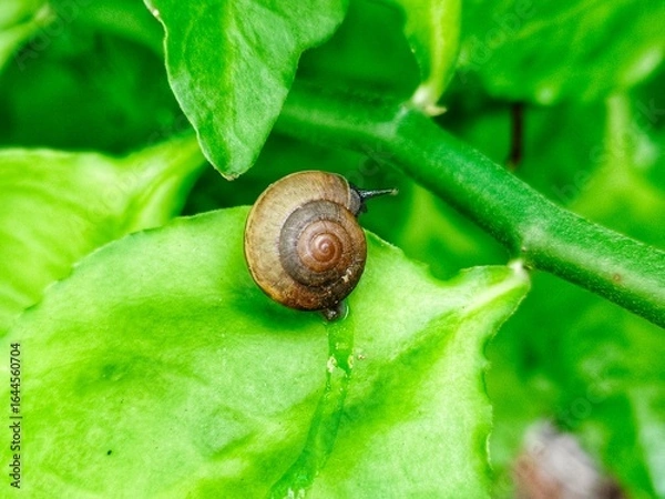 Fototapeta snail on a leaf