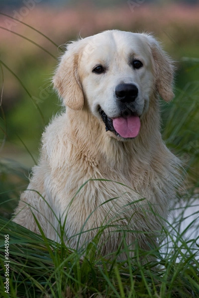 Obraz Golden Retriever Rüde