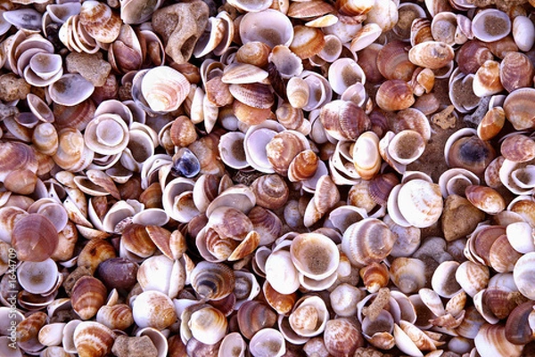 Fototapeta shells