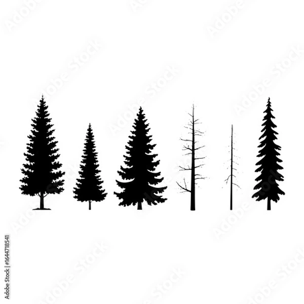 Fototapeta Evergreen and bare trees silhouettes evergreen trees