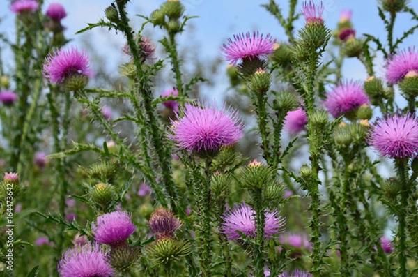 Fototapeta Thistle flower  green background grass