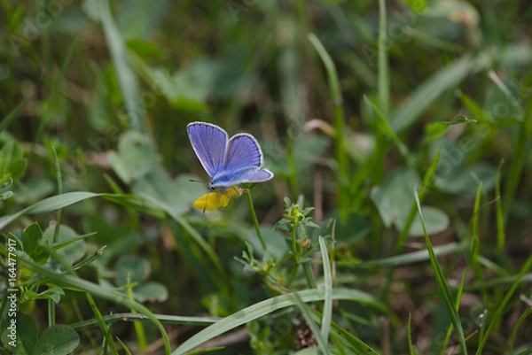 Fototapeta Bläuling
