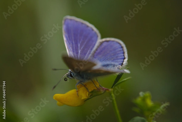 Fototapeta Bläuling
