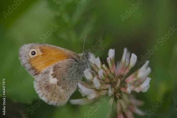 Fototapeta Bläuling