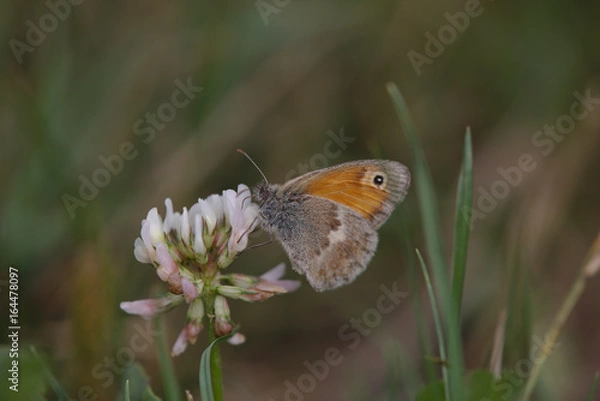 Fototapeta Bläuling