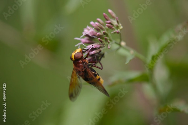 Fototapeta Hornissenschwebfliege