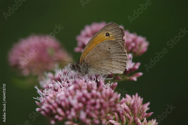 Fototapeta Bläuling