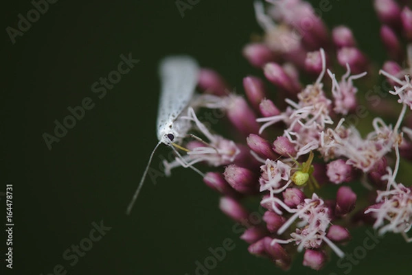 Obraz Pfaffenhütchen Gespinstmotte