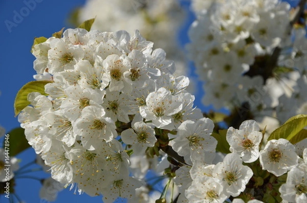 Obraz cerisier en fleurs