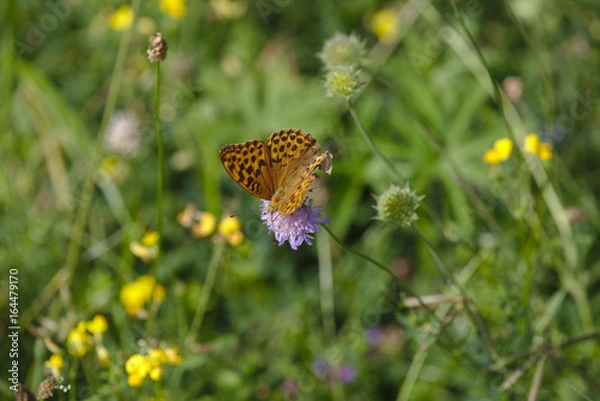 Fototapeta Edelfalter