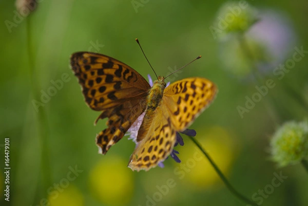 Fototapeta Edelfalter