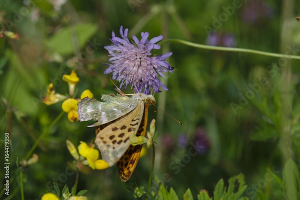 Fototapeta Edelfalter