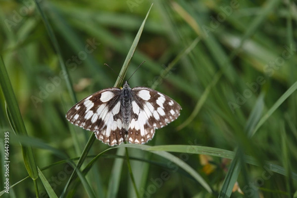 Fototapeta Schachbrettfalter