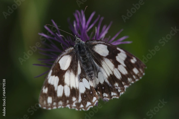 Obraz Schachbrettfalter