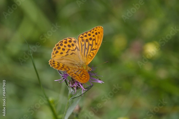 Fototapeta Edelfalter
