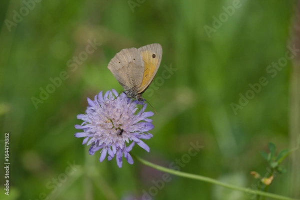 Fototapeta Bläuling