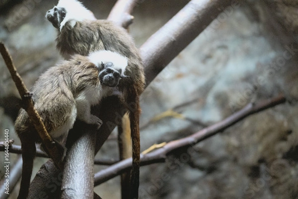 Fototapeta Cotton-top tamarin (Saguinus oedipus) sitting still in a zoo environment
