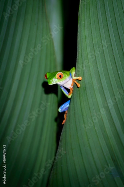 Fototapeta Funny frog looking behind a leaf