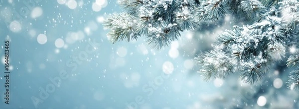 Fototapeta Snowy pine branches against a soft blue backdrop with bokeh