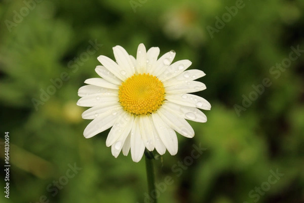 Fototapeta Chamomile flower in drops of dew on a background of green grass