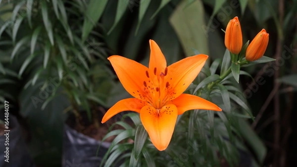 Obraz Portrait mode flower photography