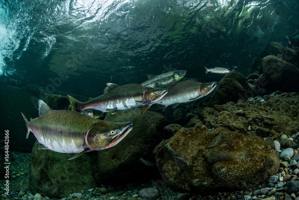 Fototapeta Pink salmon
