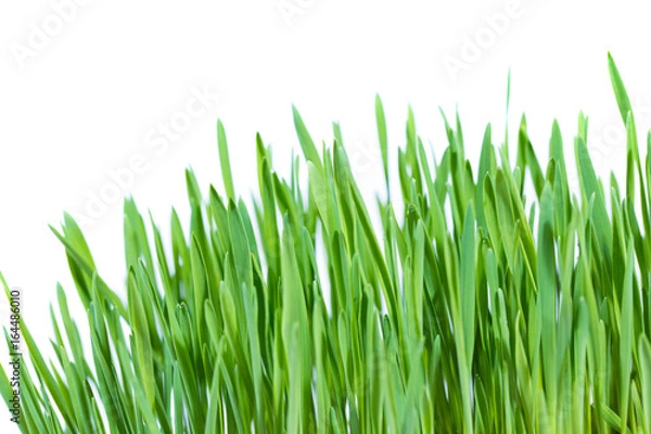 Obraz green grass on white background