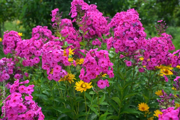 Obraz Pink moss phlox close-up