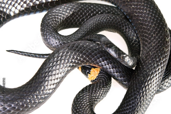 Obraz Snake isolated on white background.