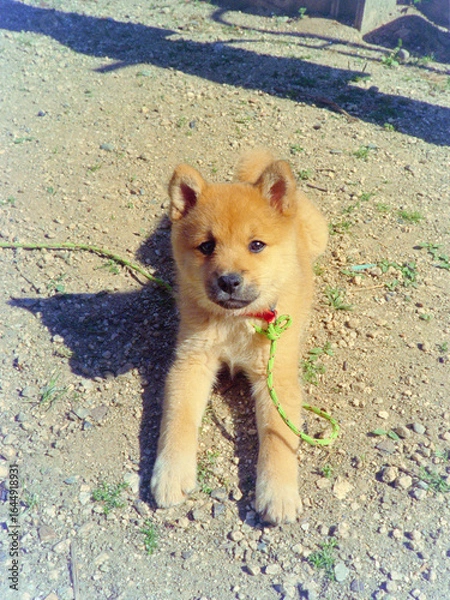 Obraz 柴犬の子犬のイメージ