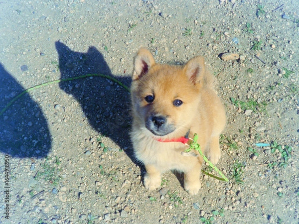 Obraz 柴犬の子犬のイメージ