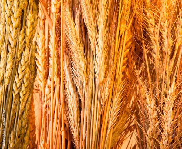 Fototapeta Golden wheat background
