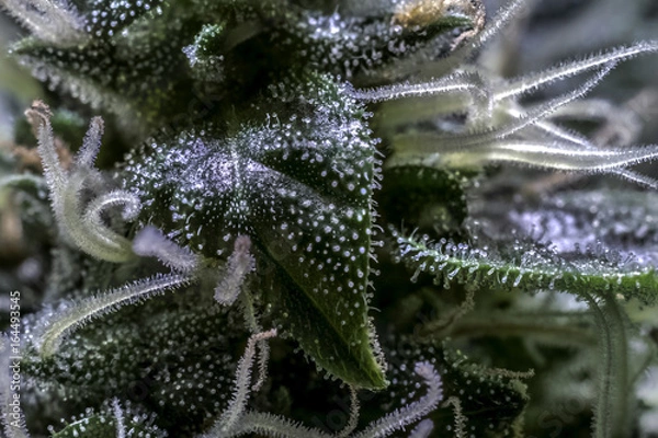 Obraz Marihuana Cannabis Macro