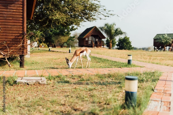 Obraz Angolan Antelope