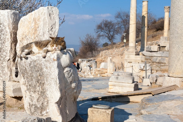 Fototapeta Cat on Roman stone columns  and altar ruins room in ephesus Archaeological site in turkey
