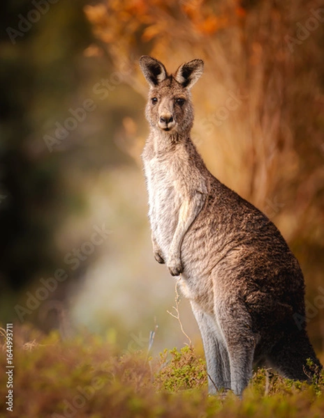 Fototapeta Kangaroo