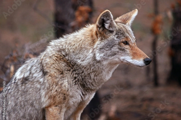 Obraz Coyote (Canis latrans)