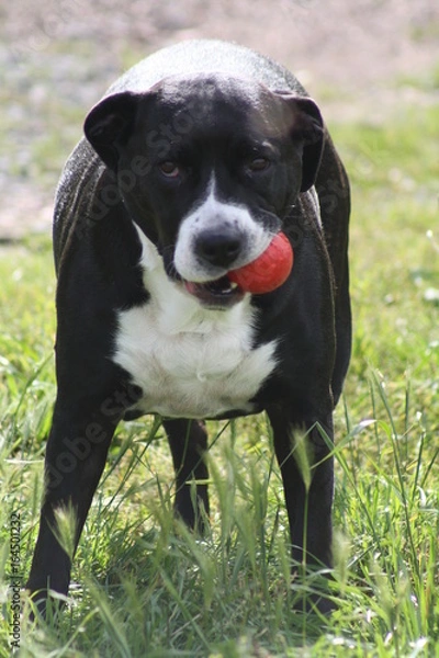 Fototapeta staff balle
