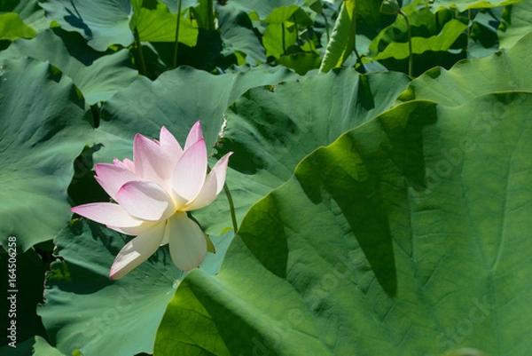 Obraz Lotus Flower