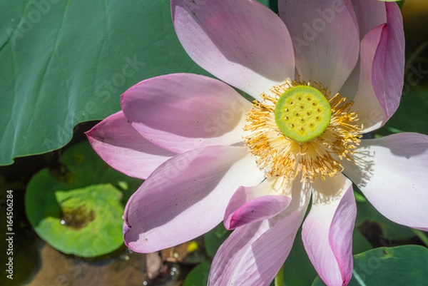 Obraz Lotus Flower