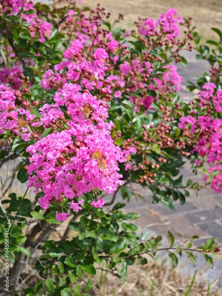 Obraz 夏の彩り、百日紅の花