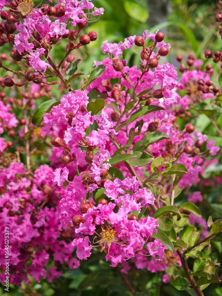 Obraz 百日紅、夏のピンク